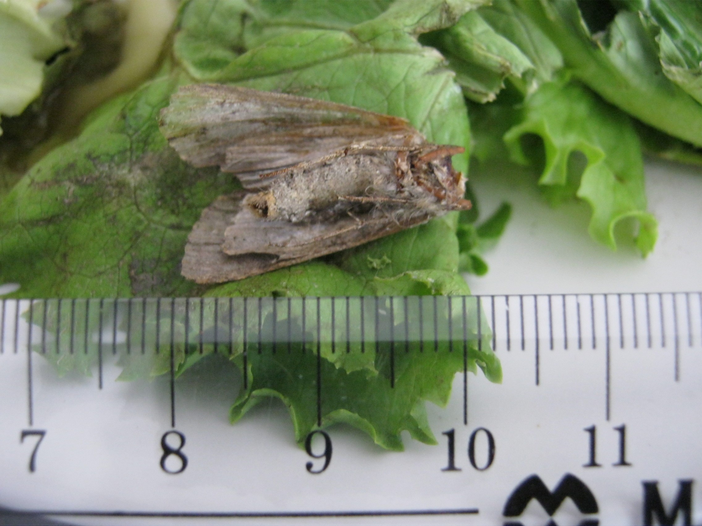 Dead moth found in ReadyPac salad